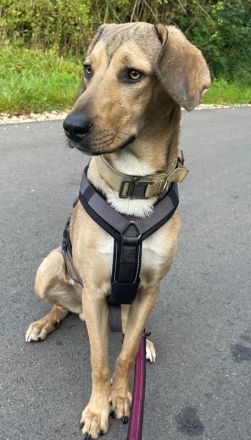 Obi, geb. ca. 12/2023, lebt im Tierheim Ulm