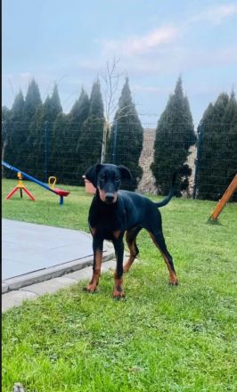 Dobermann sucht neues Zuhause