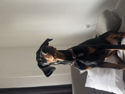 Dobermann sucht neues Zuhause
