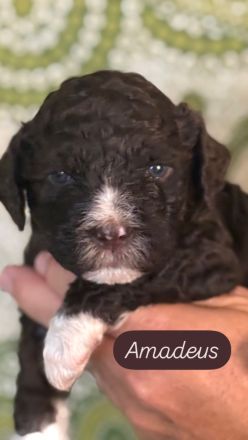 Lagotto Romagnolo Welpen!