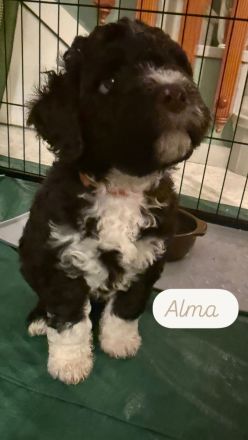 Lagotto Romagnolo Welpen!