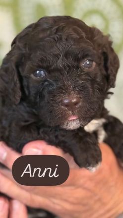 Lagotto Romagnolo Welpen!