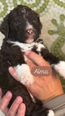 Lagotto Romagnolo Welpen!