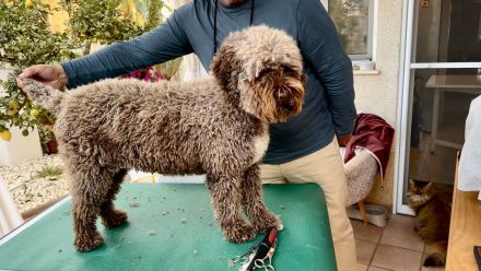 Lagotto Romagnolo Welpen!