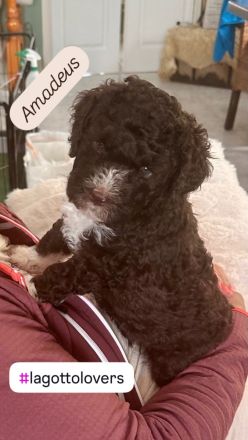Lagotto Romagnolo Welpen!