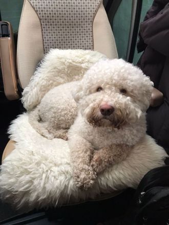 Lagotto Romagnolo Welpen!