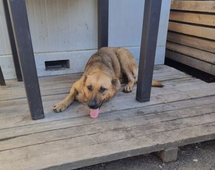 Schenkst du Jessy ein neues Leben?