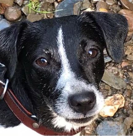 8j. Jack Russell Terrier Hündin sucht neues Zuhause