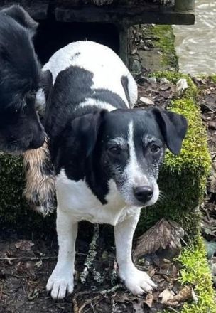 8j. Jack Russell Terrier Hündin sucht neues Zuhause