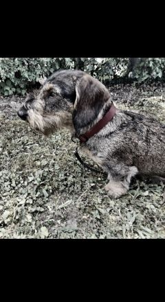 Deckrüde Rauhaardackel n/cddy Dackel