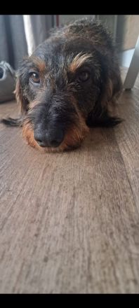 Deckrüde Rauhaardackel n/cddy Dackel