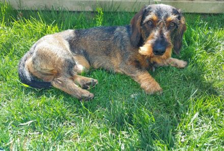 Deckrüde Rauhaardackel n/cddy Dackel