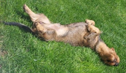 Deckrüde Rauhaardackel n/cddy Dackel