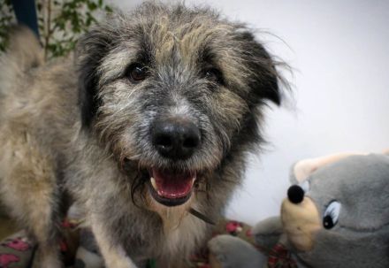 Lustiger und Lernfähiger Smoky, sucht Menschen mit viel Liebe und Treue