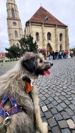 Lustiger und Lernfähiger Smoky, sucht Menschen mit viel Liebe und Treue