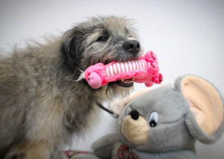 Lustiger und Lernfähiger Smoky, sucht Menschen mit viel Liebe und Treue