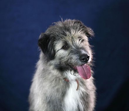 Lustiger und Lernfähiger Smoky, sucht Menschen mit viel Liebe und Treue