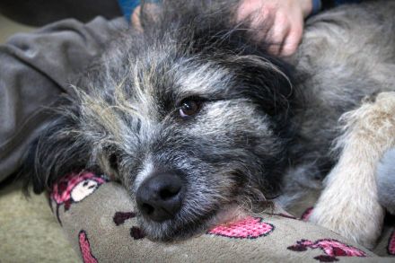 Lustiger und Lernfähiger Smoky, sucht Menschen mit viel Liebe und Treue