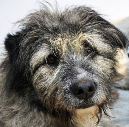 Lustiger und Lernfähiger Smoky, sucht Menschen mit viel Liebe und Treue