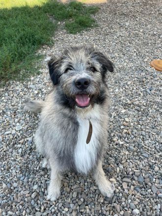 Lustiger und Lernfähiger Smoky, sucht Menschen mit viel Liebe und Treue