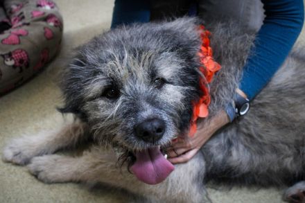 Lustiger und Lernfähiger Smoky, sucht Menschen mit viel Liebe und Treue