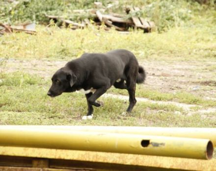 Mojo sucht seine Menschen