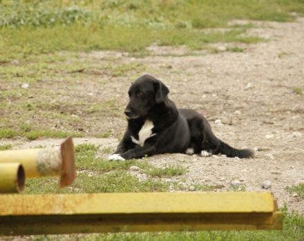 Mojo sucht seine Menschen