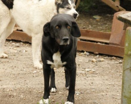 Mojo sucht seine Menschen