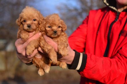 Maltipoo Welpen