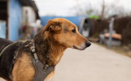 Hallo, ich bin Cecile! Adopt. Don´t shop!