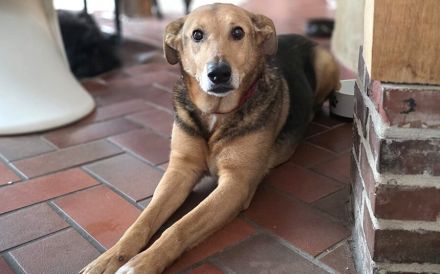 Hallo, ich bin Cecile! Adopt. Don´t shop!