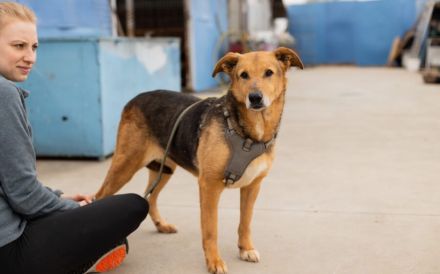 Hallo, ich bin Cecile! Adopt. Don´t shop!