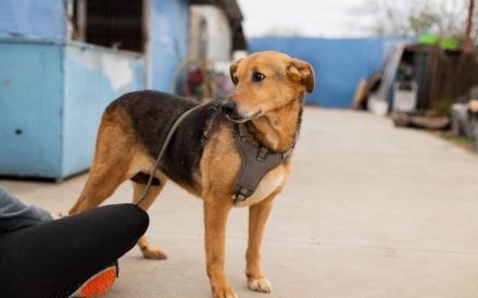 Hallo, ich bin Cecile! Adopt. Don´t shop!