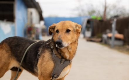 Hallo, ich bin Cecile! Adopt. Don´t shop!