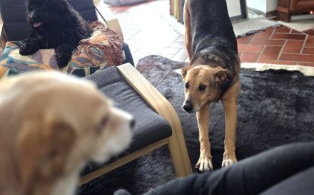 Hallo, ich bin Cecile! Adopt. Don´t shop!