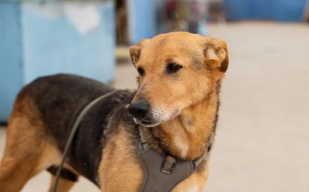 Hallo, ich bin Cecile! Adopt. Don´t shop!