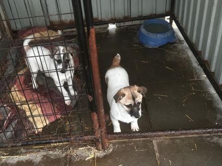 Nele - sucht ein aktives und eher ländliches Zuhause