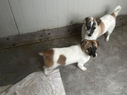 Nele - sucht ein aktives und eher ländliches Zuhause