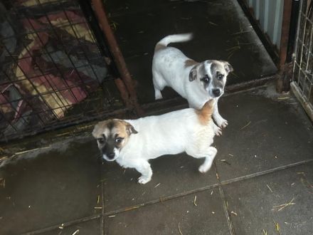 Nele - sucht ein aktives und eher ländliches Zuhause