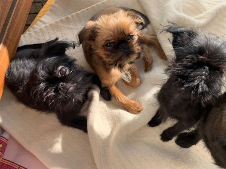 Belgische Griffon-Welpen