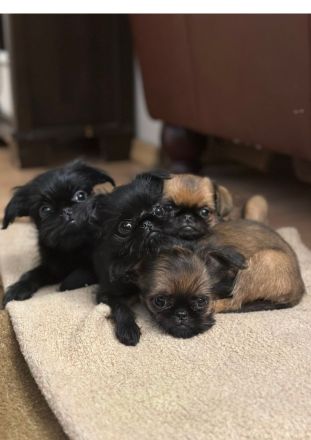 Belgische Griffon-Welpen