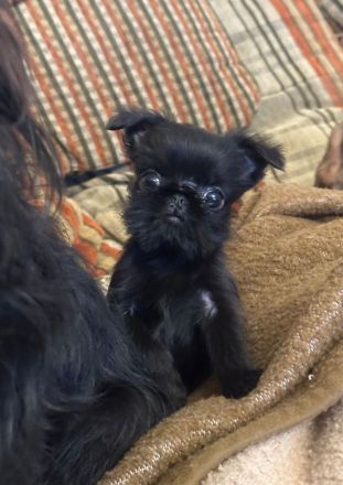 Belgische Griffon-Welpen