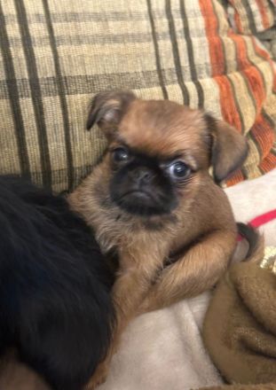 Belgische Griffon-Welpen