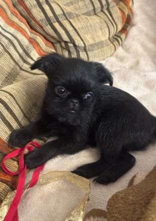 Belgische Griffon-Welpen