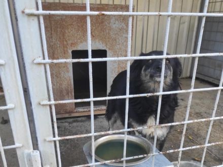 Lina - sucht ein eher ruhiges Zuhause