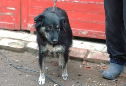 Lina - sucht ein eher ruhiges Zuhause