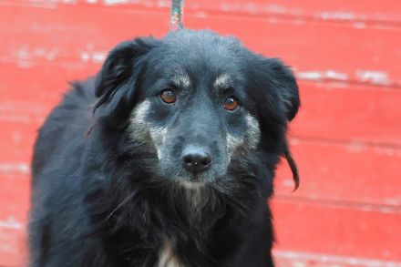 Lina - sucht ein eher ruhiges Zuhause