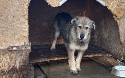Empathische Menschen für verängstigte Shelly gesucht