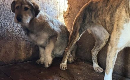 Empathische Menschen für verängstigte Shelly gesucht