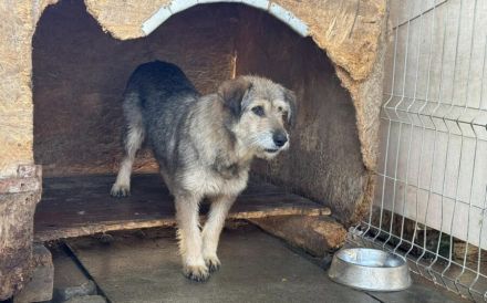 Empathische Menschen für verängstigte Shelly gesucht